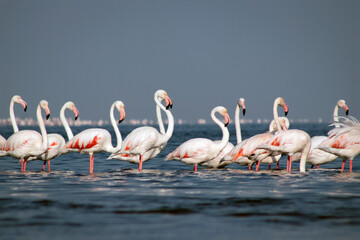 Wild birds. Group of Greater african flamingos  walking around the blue lagoon on a sunny day