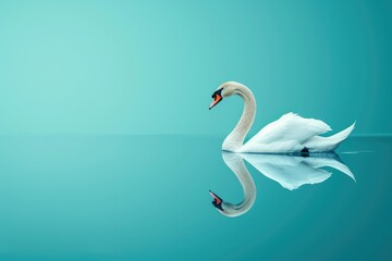 Reflective Beauty of a White Swan