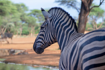 A wild African animal. Close-up of a mountain zebra on the grassland