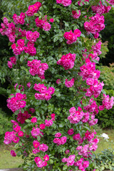 Fototapeta premium Beautiful pink roses blooming in the rose garden in Izu.