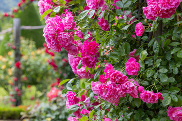 Beautiful pink roses blooming in the rose garden in Izu.