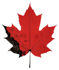 Obraz premium PNG A Simple Maple leaf maple textured pattern.