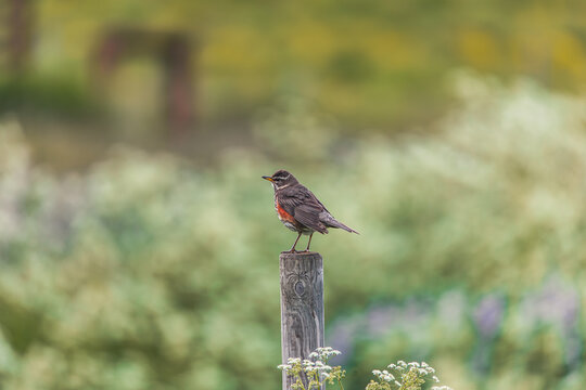 redwing on a wooden pole in the field