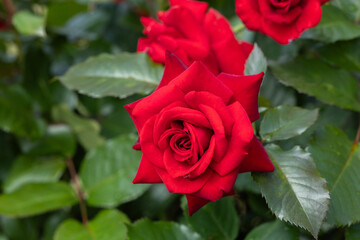 Close-up of beautiful red roses blooming in the rose garden in Izu.