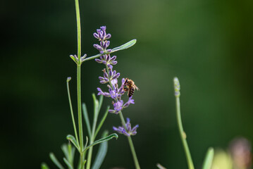 flowers in the grass