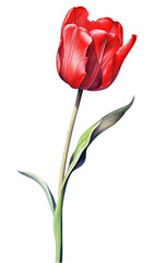 PNG Tulip flower plant white background.