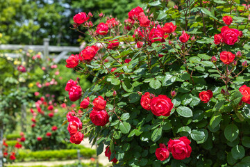 Fototapeta premium Beautiful red roses blooming in the rose garden in Izu.