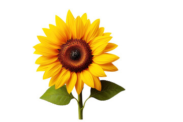Obraz premium A Single Sunflower in Full Bloom, Bathed in Golden Sunlight on a White or Clear Surface PNG Transparent Background