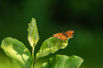 butterfly on a flower