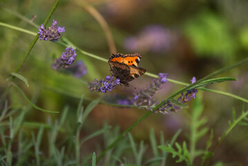 butterfly on a flower