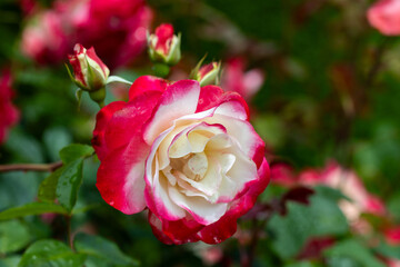 Beautiful red and white rose flowers blooming in rose garden in Izu.