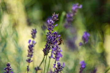 lavender in the field