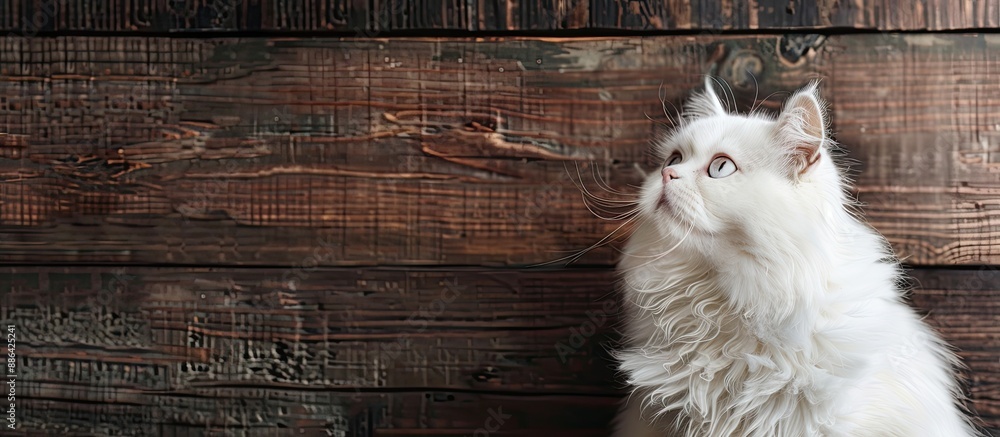 Poster White Persian cat with lilac eyes set against a wooden rustic backdrop providing ample copy space for additional elements in the image