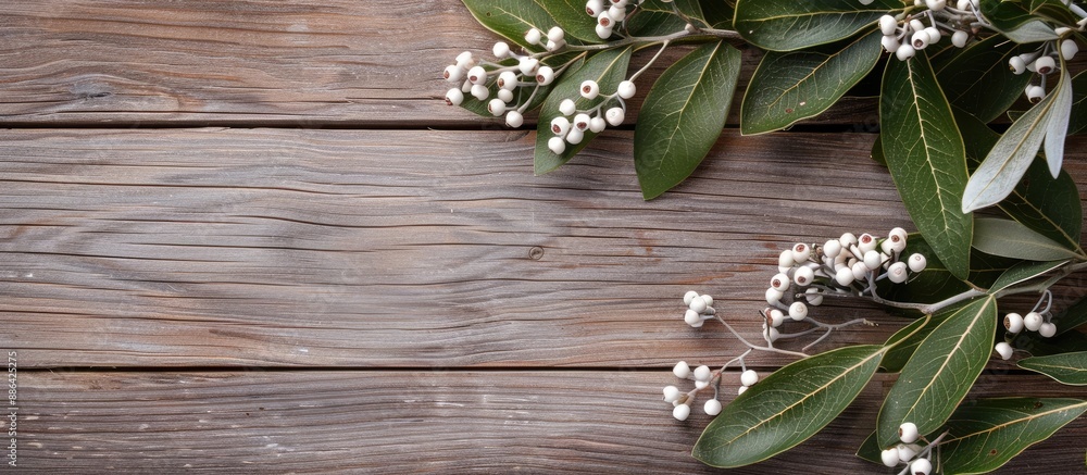 Poster wooden background with a branch adorned with white berries for your design perfect copy space image
