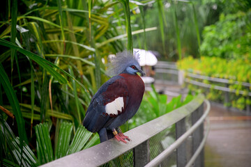 Crowned crested pigeon bird, Goura, Mandai bird paradise sanctuary, Singapore