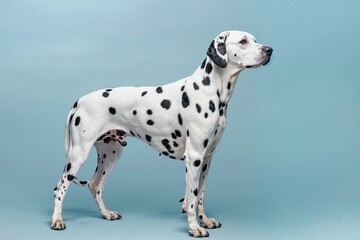 Dalmatian dog standing against light blue background