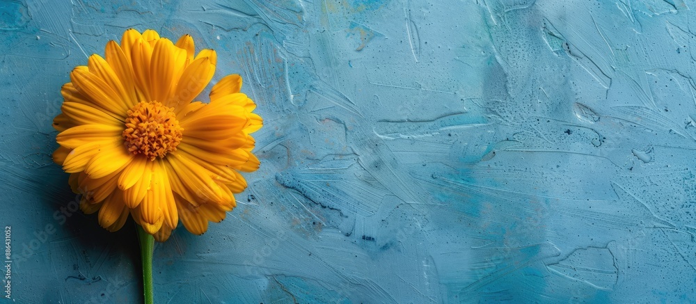 Poster isolated yellow calendula flower on a blue backdrop with copy space image