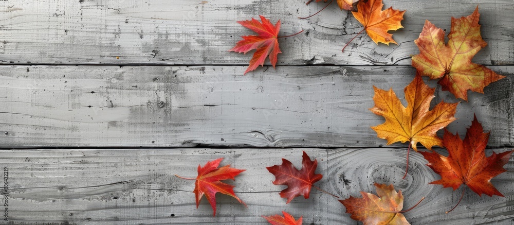 Aufkleber maple leaves on a grey wooden background create an autumn sale theme with copy space image