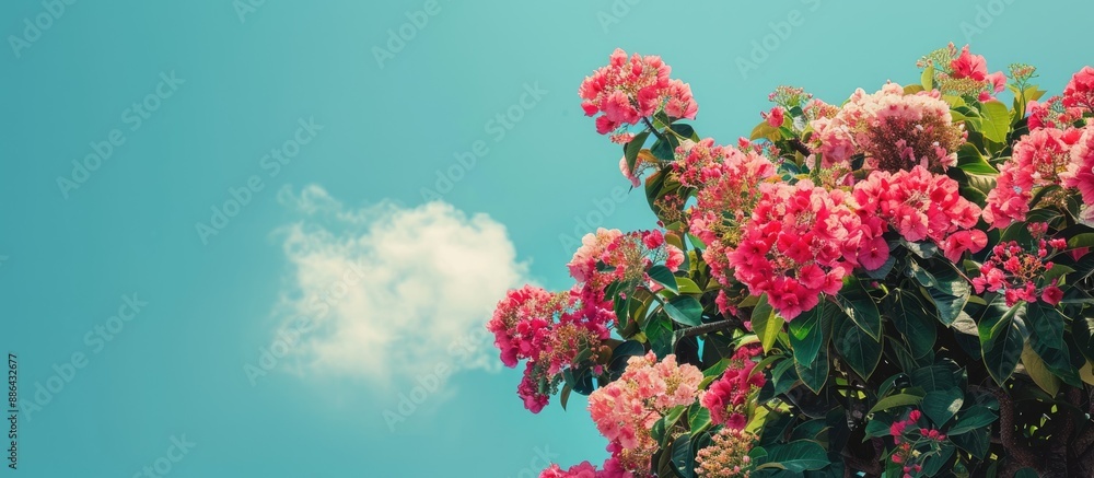 Poster A group of flowers forms a top of the tree focal point creating an attractive copy space image