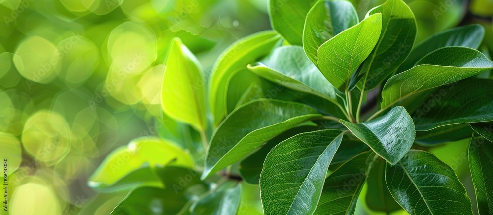 Fototapete macro view of fresh green pear tree leaves in a spring or summer nature background with shallow dept