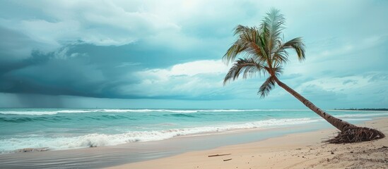 A tropical beach scene with a palm tree leaning in the wind perfect for a copy space image