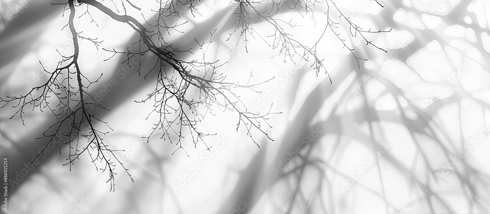 Fototapete white background with blurred tree shadows giving an abstract appearance in the copy space image