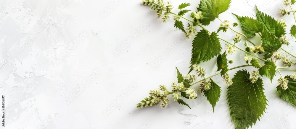 Poster flowering nettle branch displayed on a white backdrop with ample space for additional content in the
