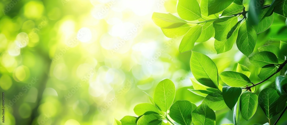 Poster Selective focus with a shallow depth of field on fresh green leaves creating a background with copy space image