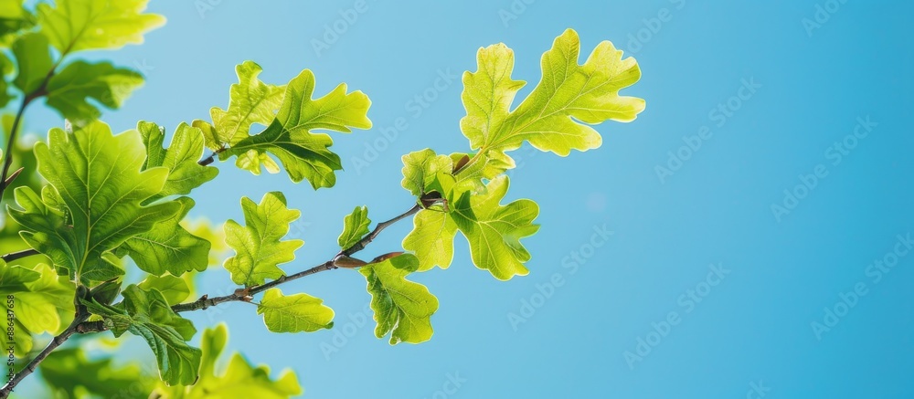 Poster a sprig of vibrant green oak leaves against a clear blue sky in a spring landscape setting positione