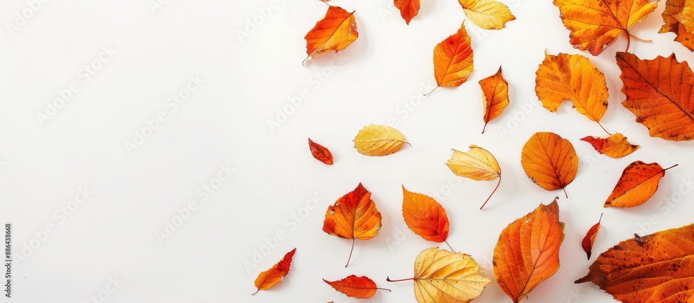 Fototapete Multicolored autumn leaves isolated on a white background with a falling orange leaf top view with copy space image for an autumn themed backdrop