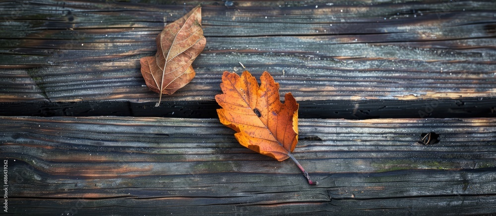 Aufkleber a fall themed picture featuring a dry leaf on a wooden backdrop with ample copy space image