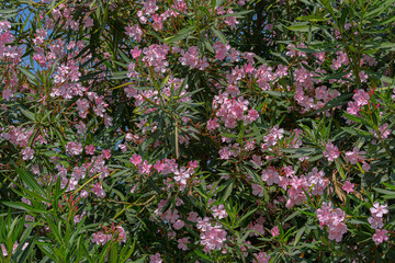 Pink flowers among green leaves.