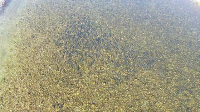 The majesty of the fish coming back up the river in search of their hometown again. 4K video taken by drone in the sky_2