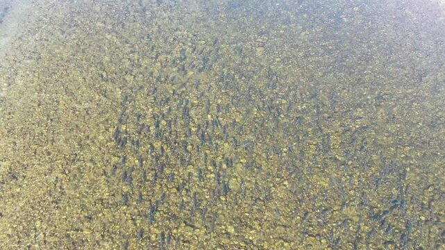 The majesty of the fish coming back up the river in search of their hometown again. 4K video taken by drone in the sky_1