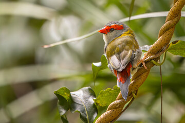 A Red - browed Finch perched on a vine