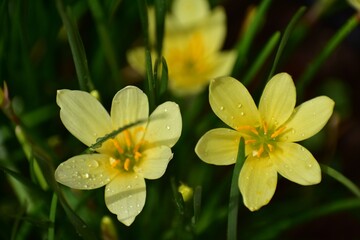 yellow flower in the grass