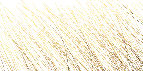 Obraz premium Abstract background with lines. Golden lines on White paper. Line wavy abstract vector background. Golden lines on White paper. Random chaotic lines abstract geometric pattern vector background. 