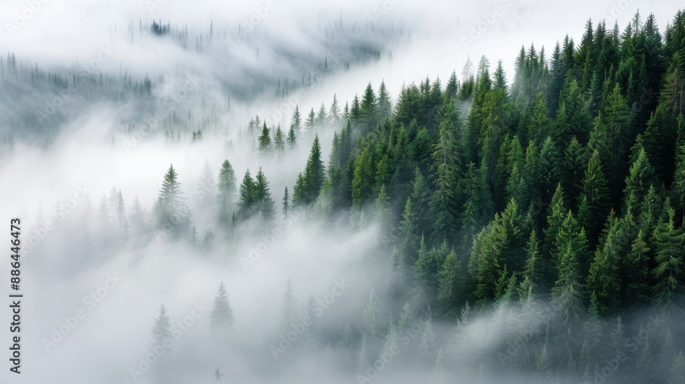 Poster the image showcases a dense evergreen forest covered in fog, revealing tall trees and deep valleys, 