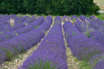 Lilac blue lavender field in cobbled field