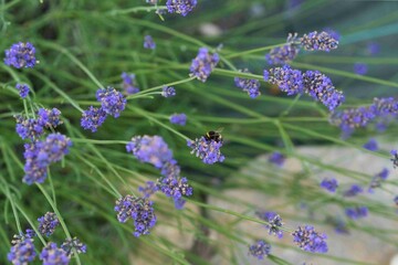 Lavender blue flowers with bumblebee pollinating them