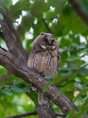 北海道　フクロウ　トラフズク　鳥　猛禽類