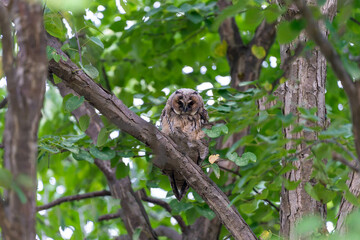 北海道　フクロウ　トラフズク　鳥　猛禽類