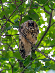 北海道　フクロウ　トラフズク　鳥　猛禽類