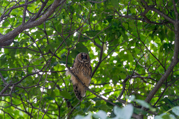 北海道　フクロウ　トラフズク　鳥　猛禽類