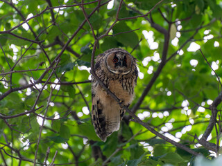 北海道　フクロウ　トラフズク　鳥　猛禽類