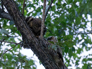 Fototapeta premium 北海道 フクロウ トラフズク 鳥 猛禽類