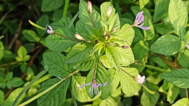Cleome Rutidosperma