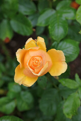Macro image of a yellow Rose bud, North Yorkshire England

