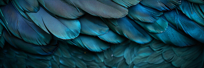 Fototapeta premium Close up of dark teal feather texture background, abstract nature pattern and wallpaper concept