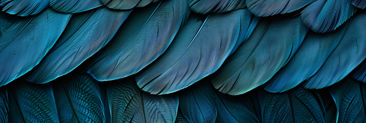 Obraz premium Close up of dark teal feather texture background, abstract nature pattern and wallpaper concept